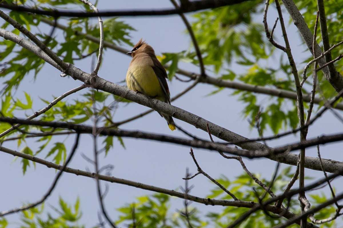 Cedar Waxwing - ML461538161