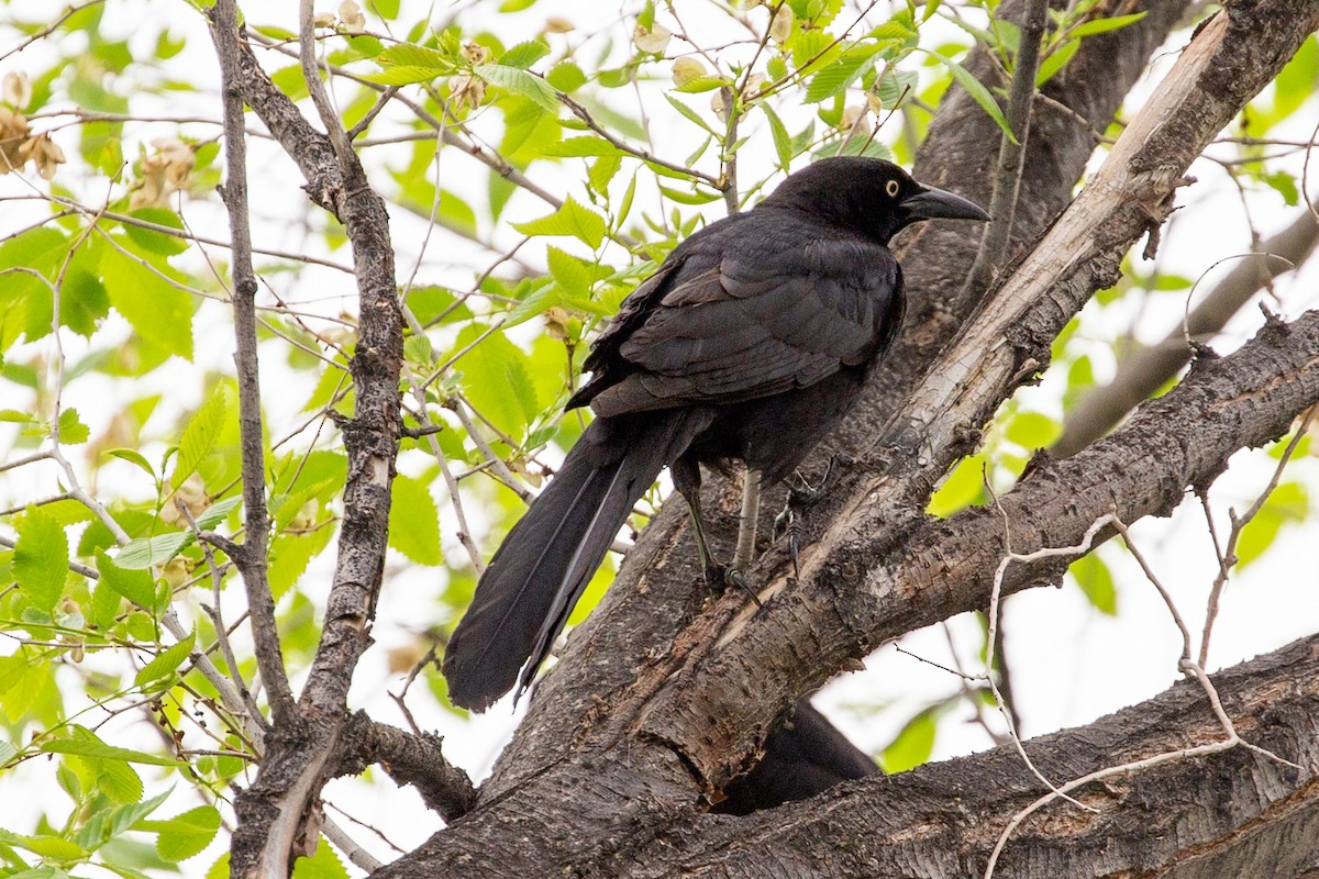 Great-tailed Grackle - ML461538201