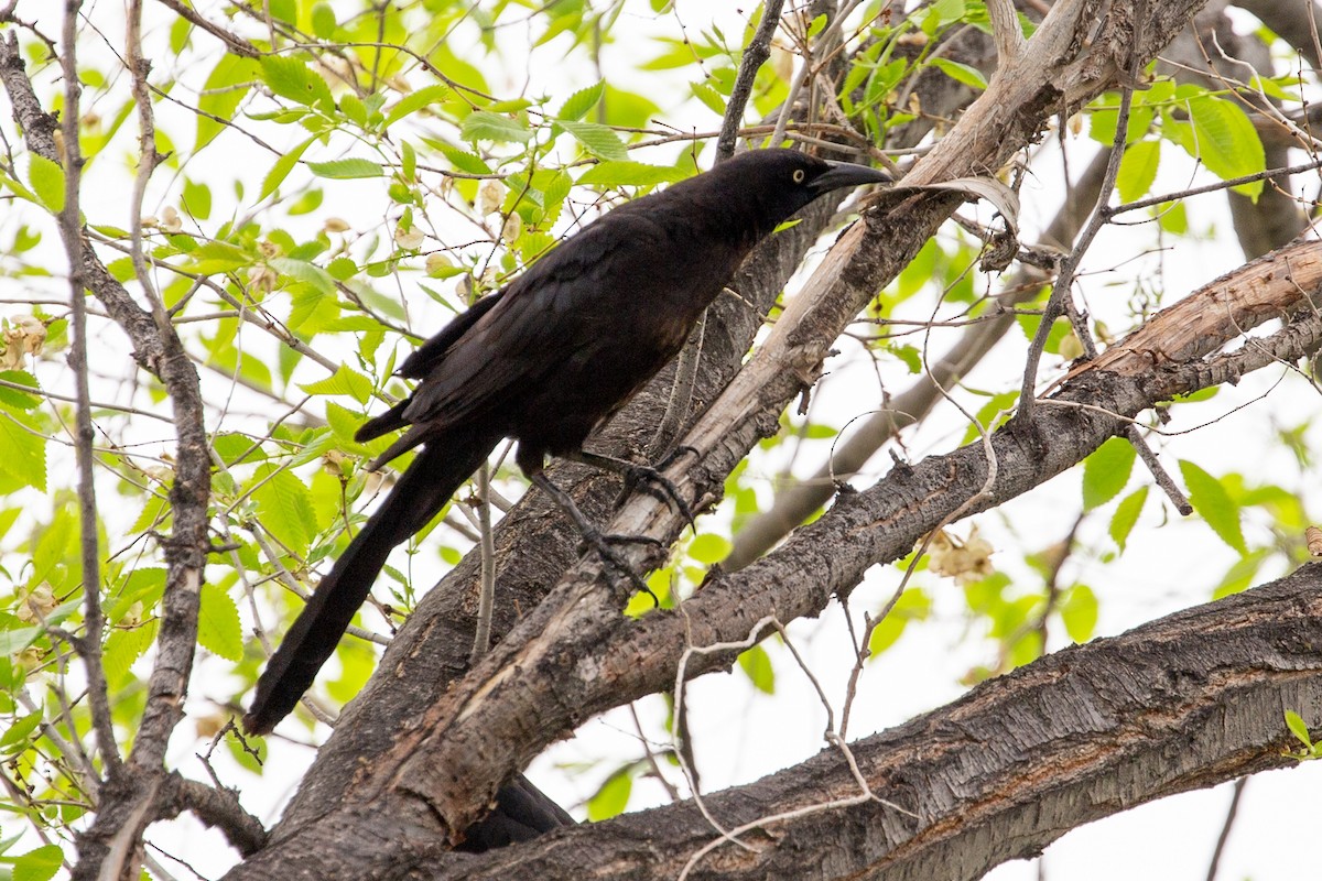 Great-tailed Grackle - Anonymous