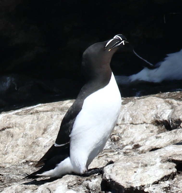 Razorbill - ML461538241