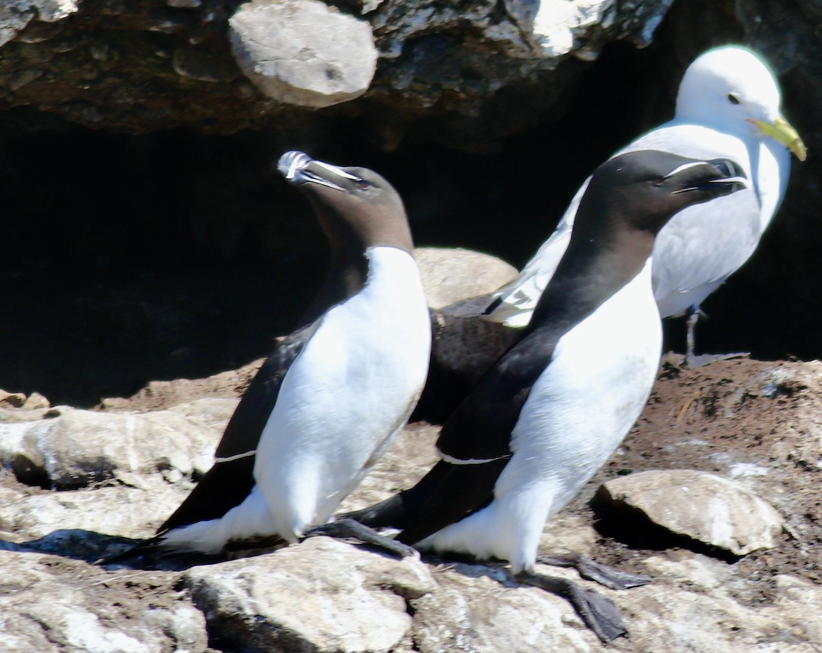 Razorbill - ML461538291