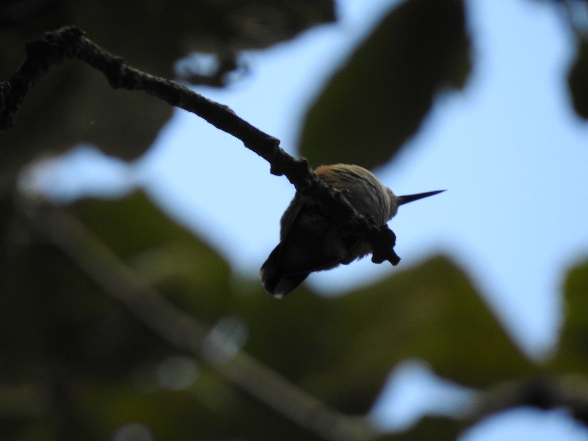 Bumblebee Hummingbird - Iván Reséndiz Cruz