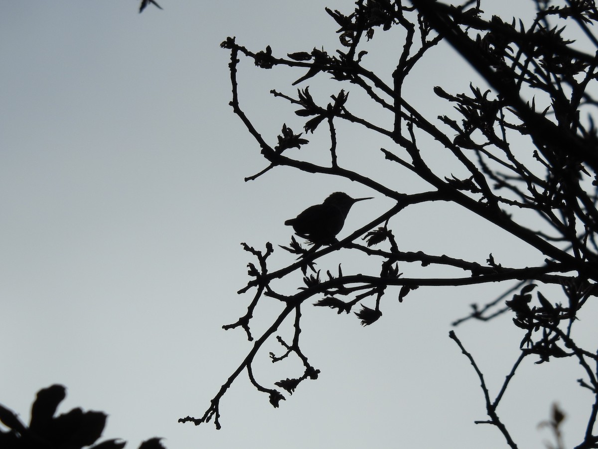 Colibrí de Eloísa - ML461538831