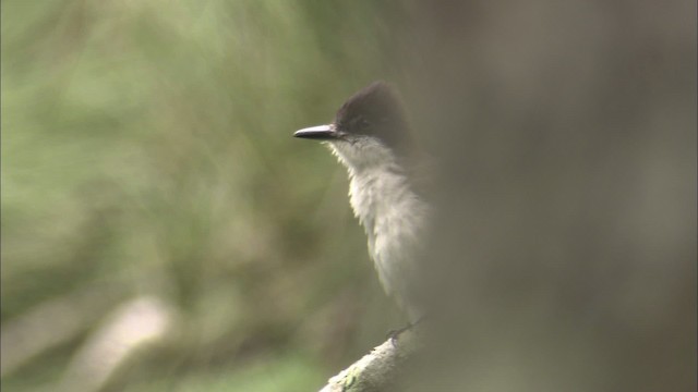 Tyran tête-police (groupe caudifasciatus) - ML461539