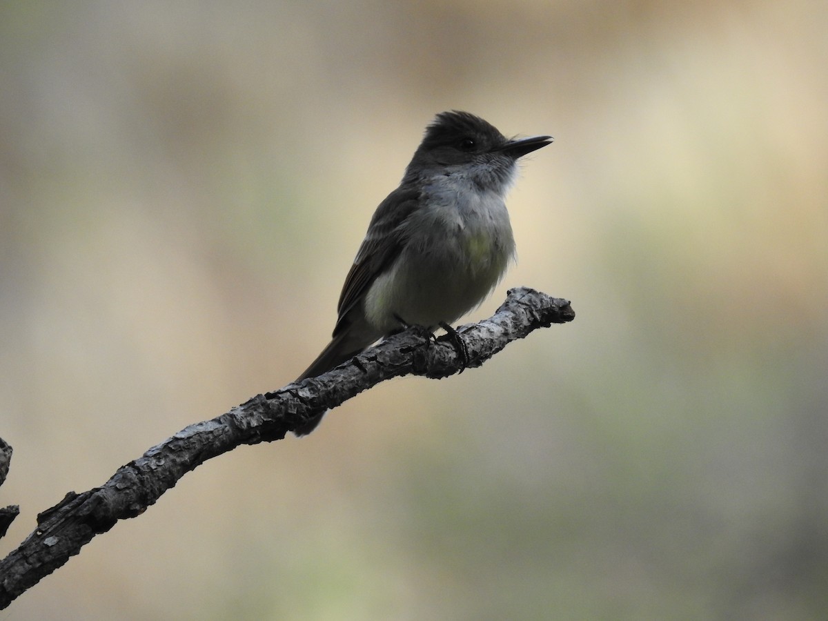 Dusky-capped Flycatcher - ML461539731