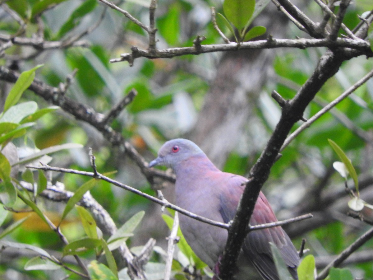 Dusky Pigeon - ML461543441