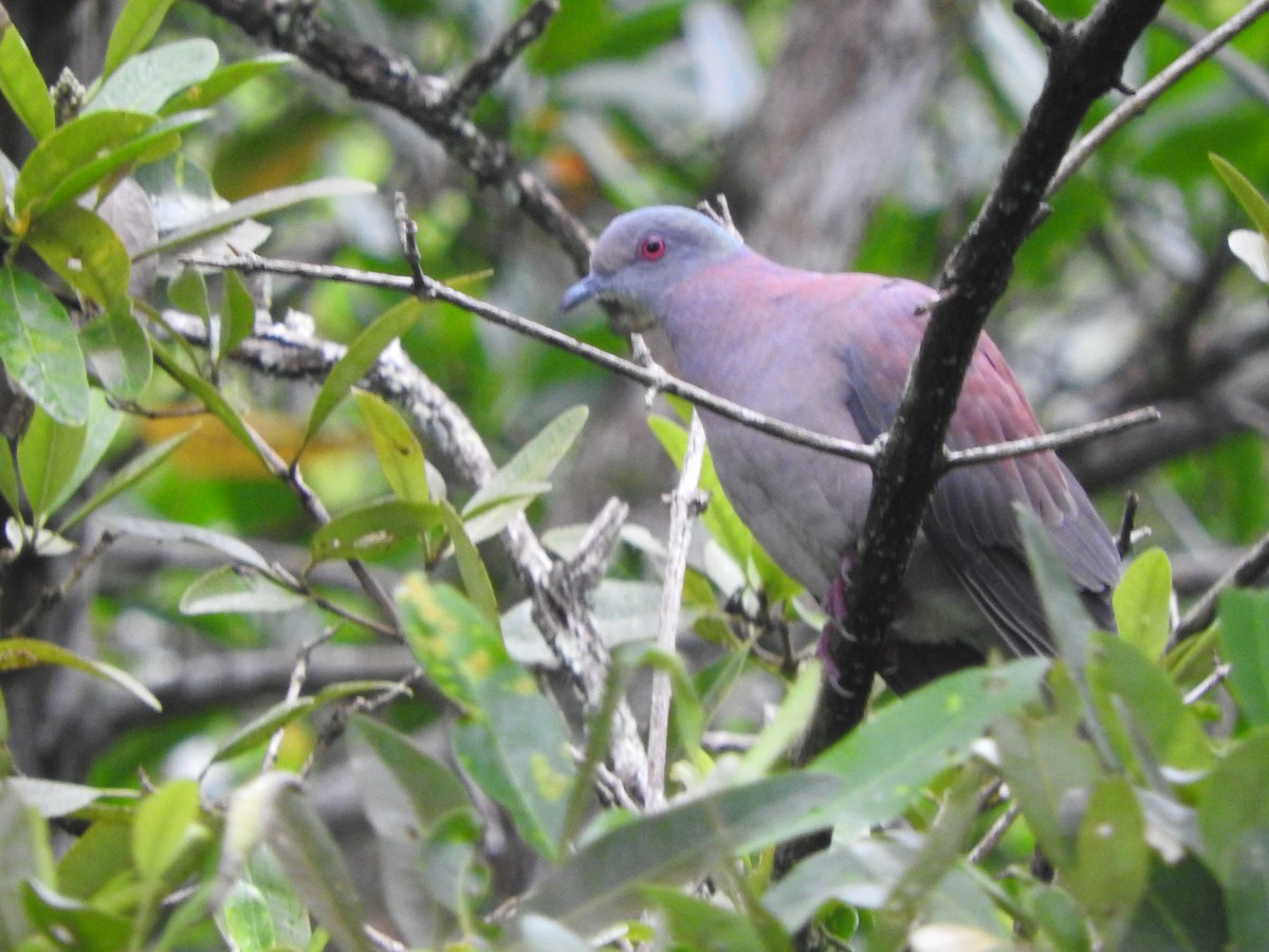 Dusky Pigeon - Agustin Carrasco