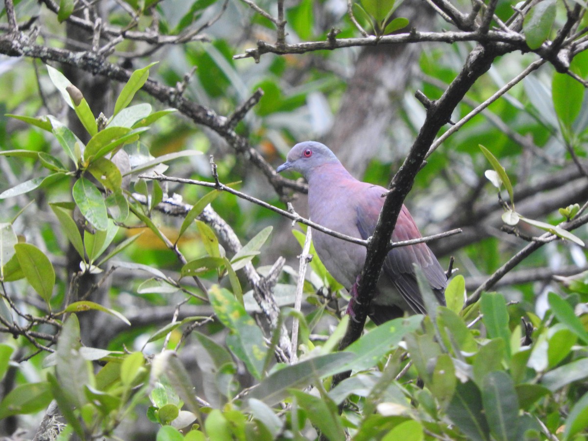 Dusky Pigeon - ML461543491