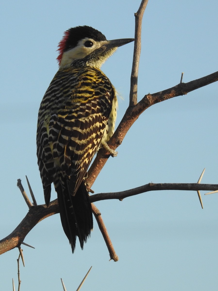 Green-barred Woodpecker - ML461543651