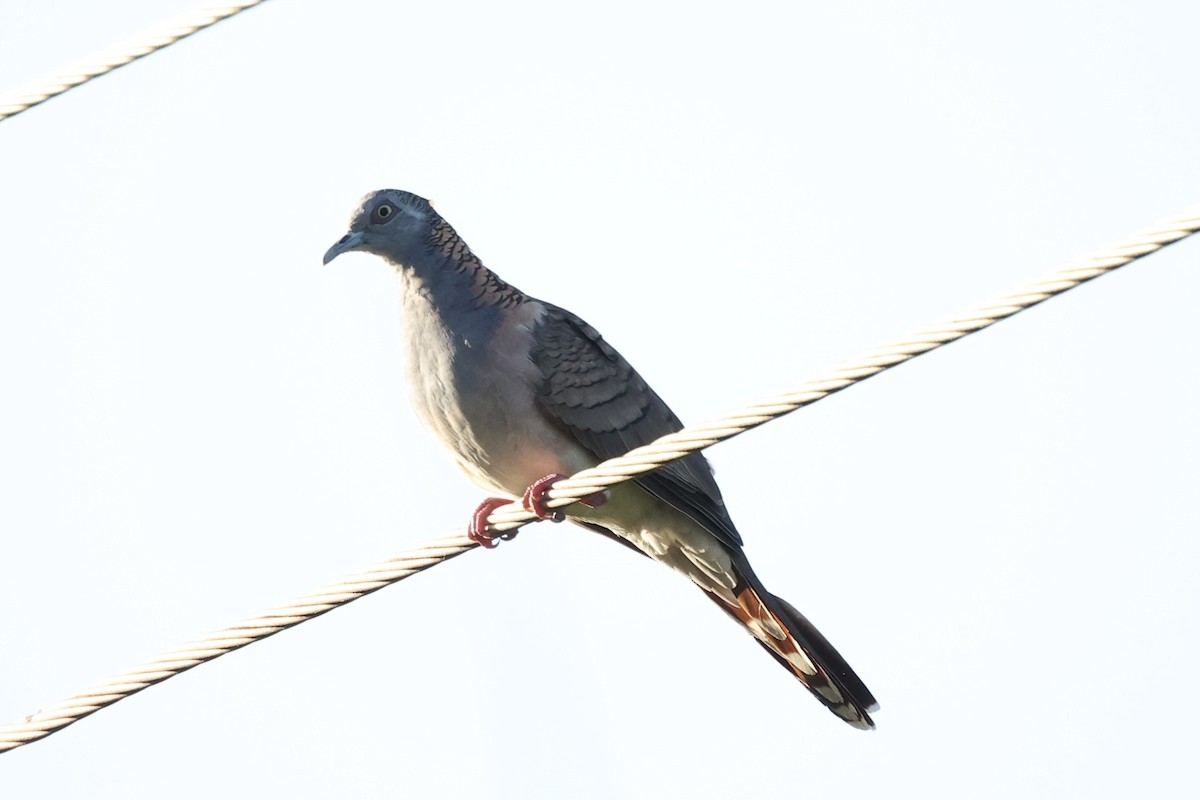 Bar-shouldered Dove - Andrew William