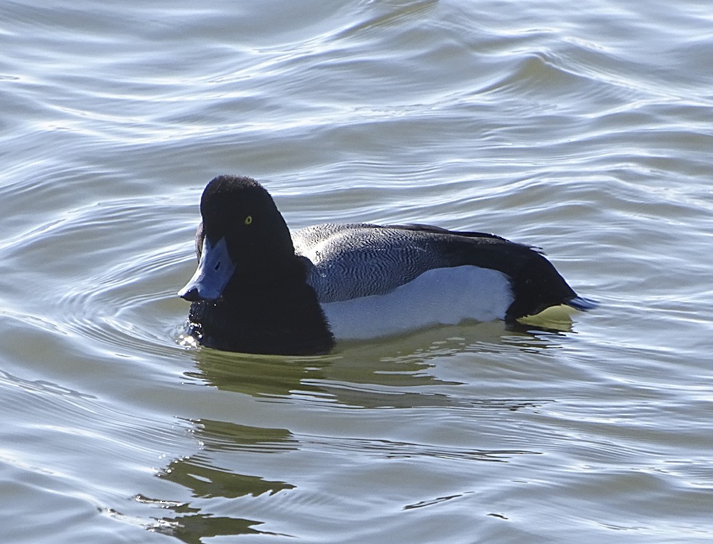 Greater Scaup - ML46154431