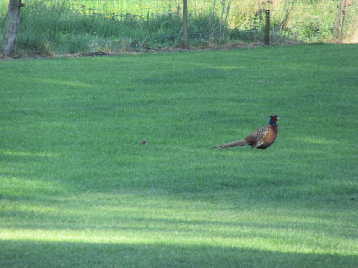 Ring-necked Pheasant - ML461544831