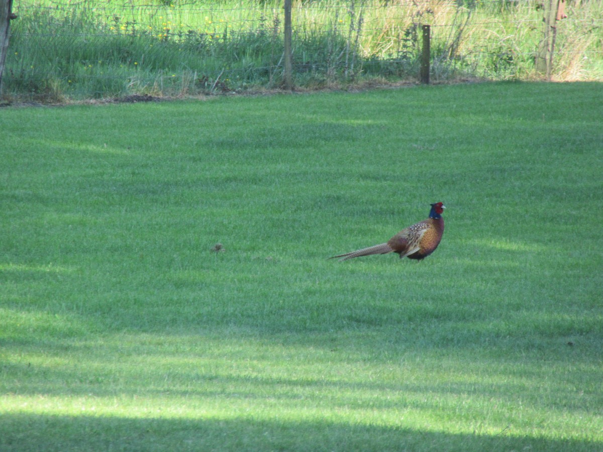 Ring-necked Pheasant - ML461544851