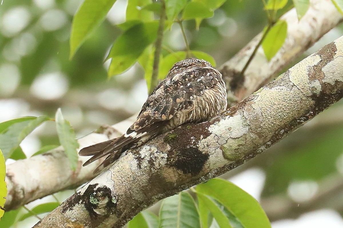 Lesser Nighthawk - ML461545671