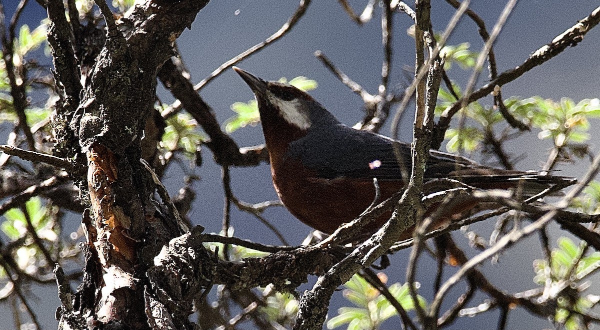 Giant Conebill - Craig Rasmussen