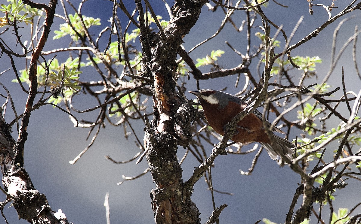 Giant Conebill - Craig Rasmussen