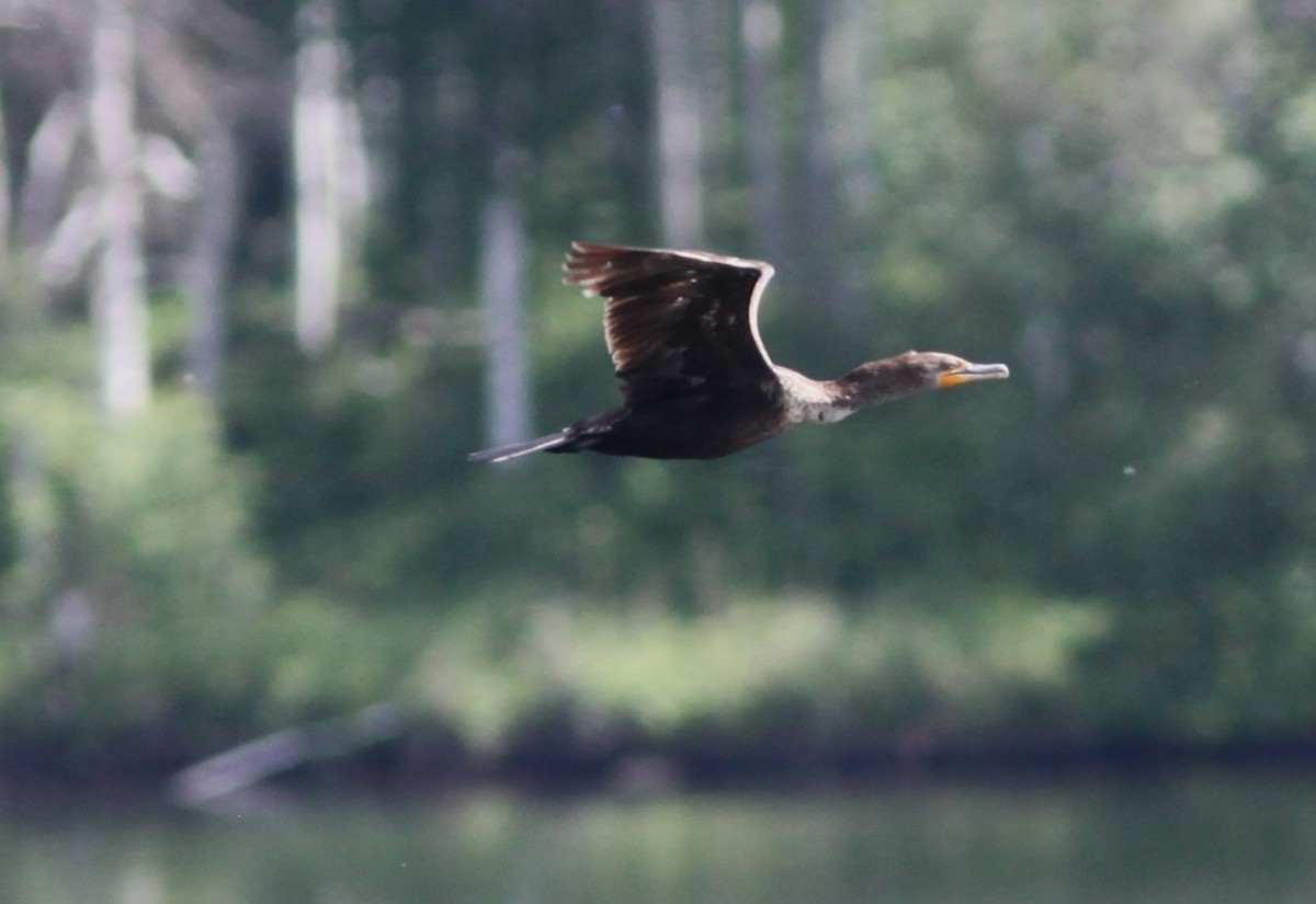 Double-crested Cormorant - ML461550061