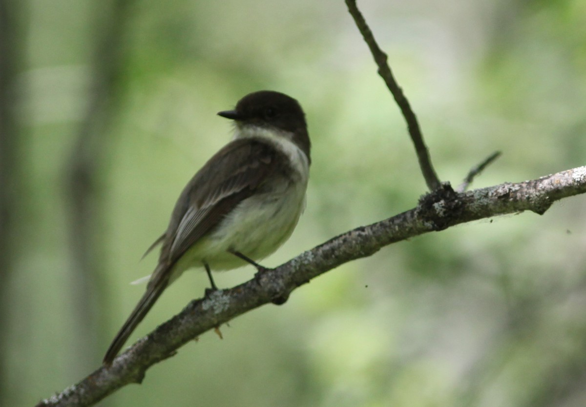 Eastern Phoebe - ML461550131