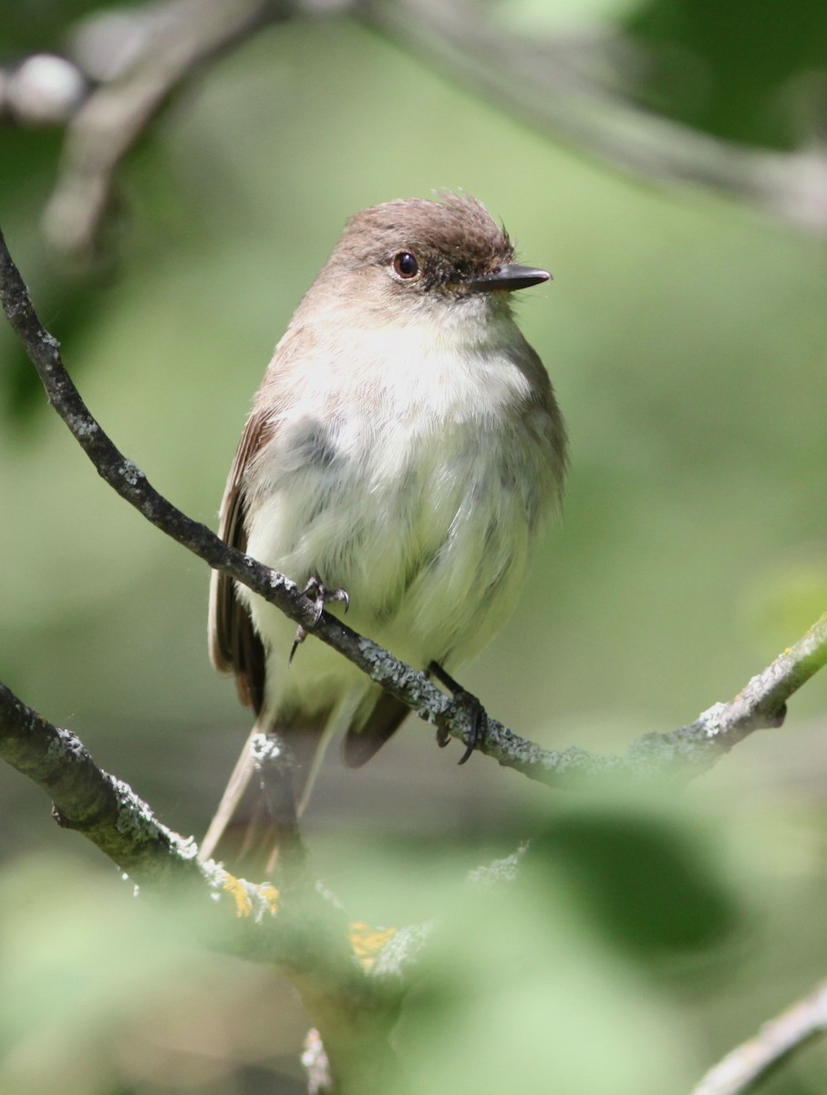 Eastern Phoebe - ML461550161