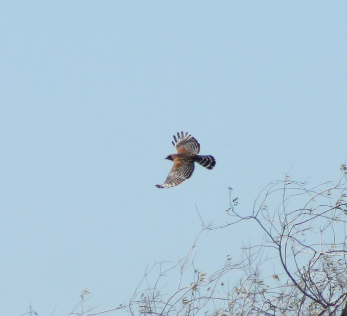 Red-shouldered Hawk - ML46155021