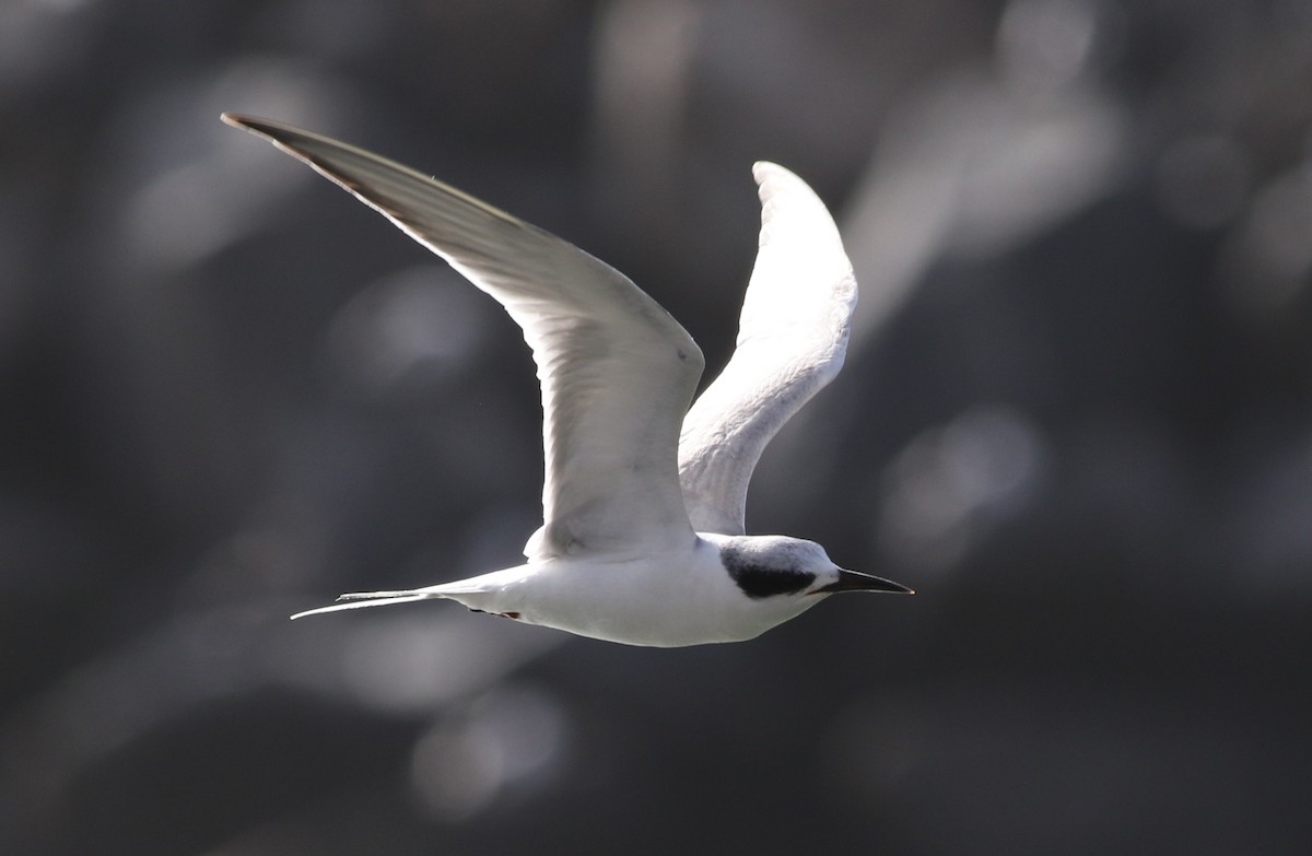 Forster's Tern - ML46155041