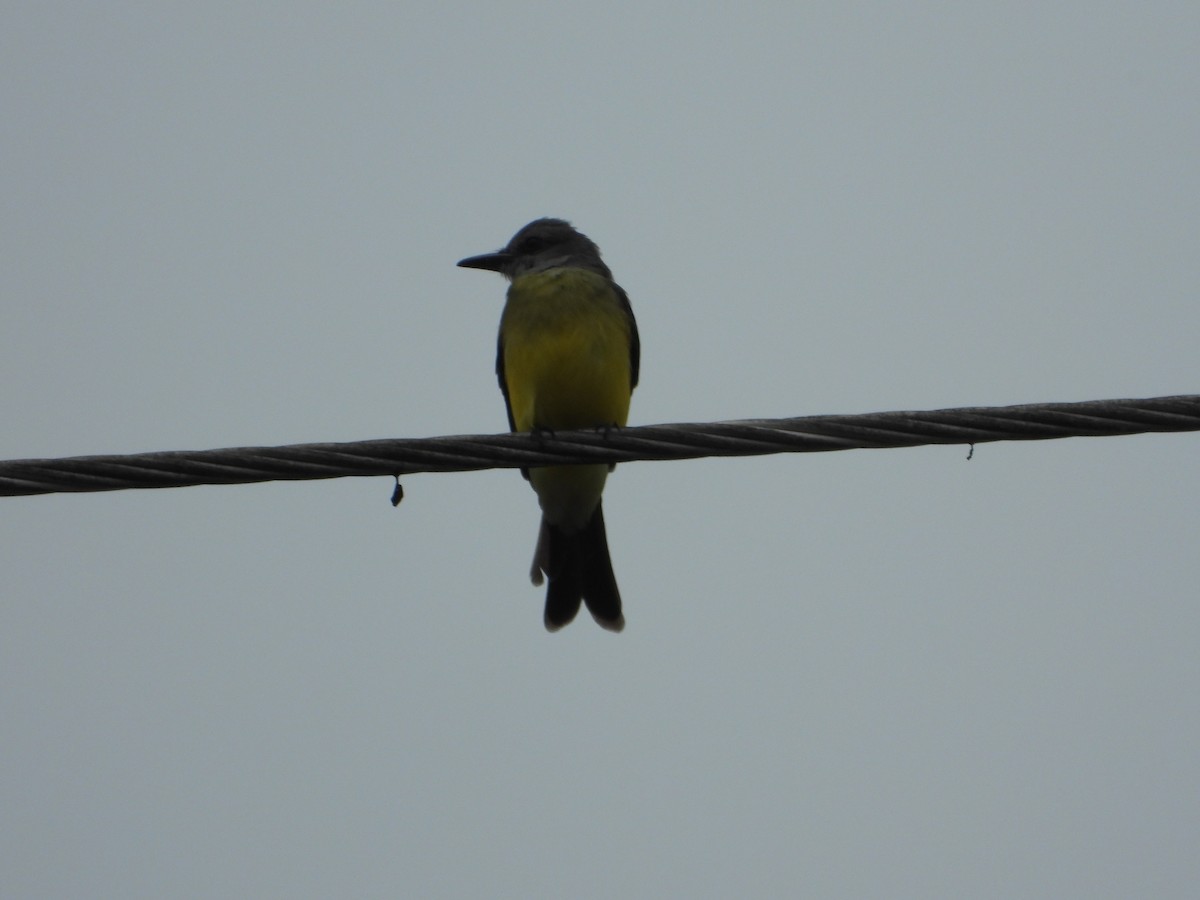 White-throated Kingbird - ML461550711