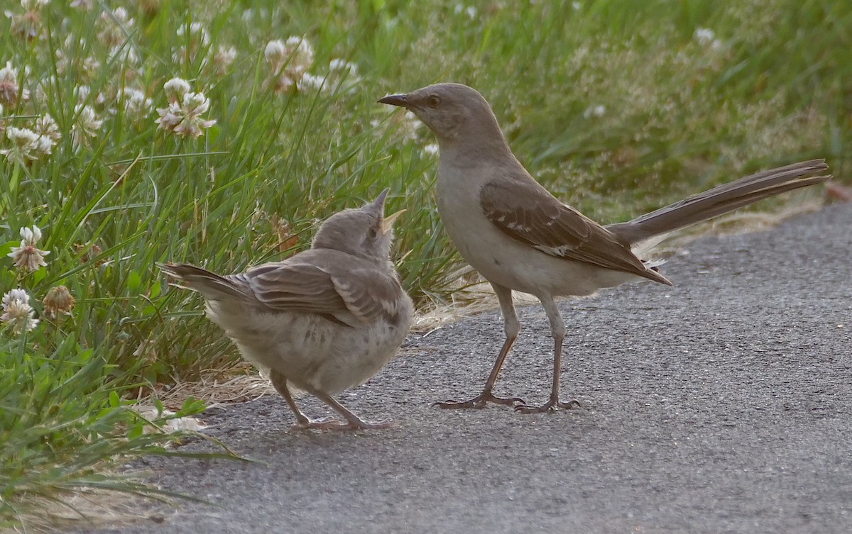 Northern Mockingbird - ML461551681