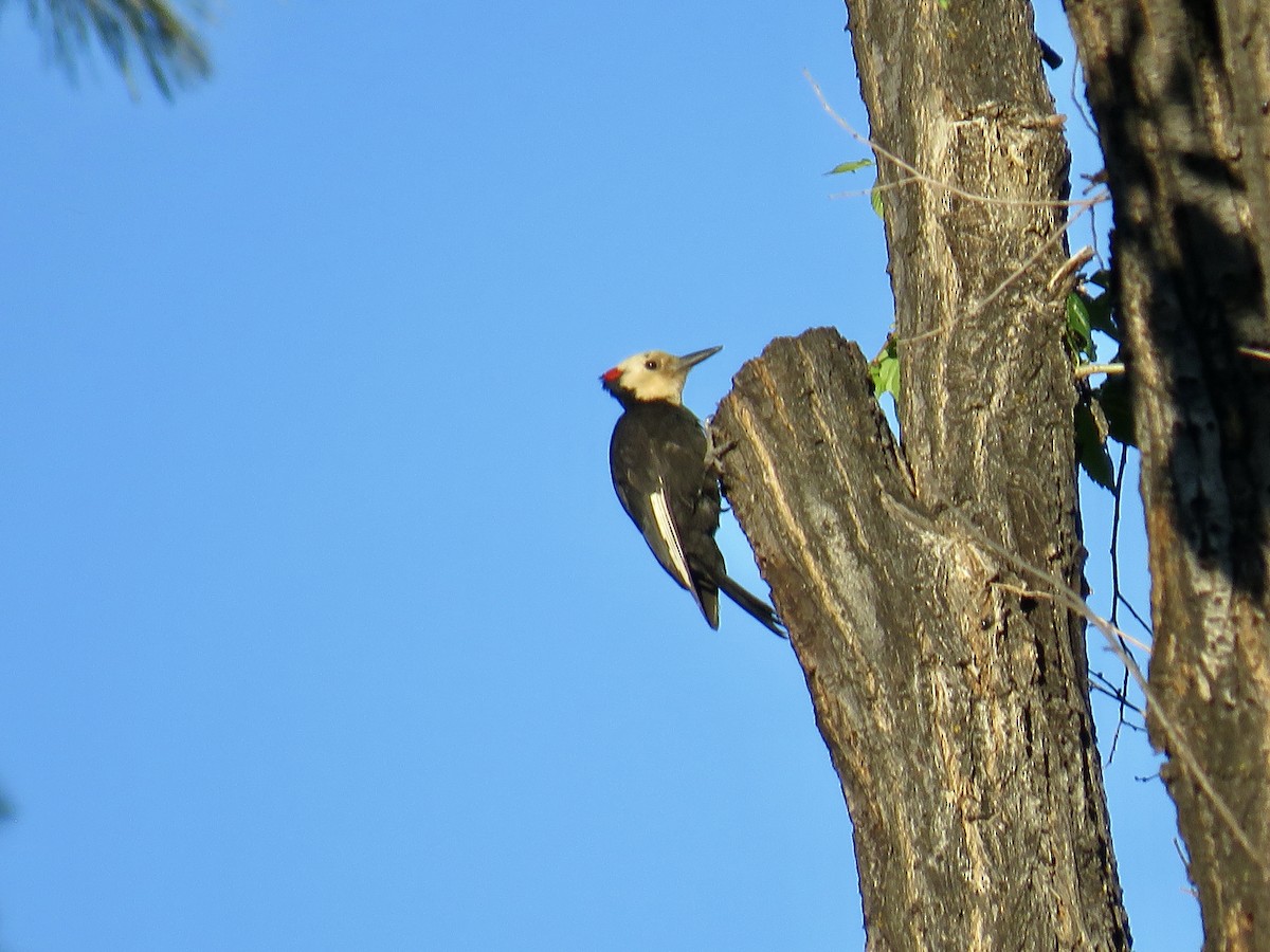 White-headed Woodpecker - ML461551851