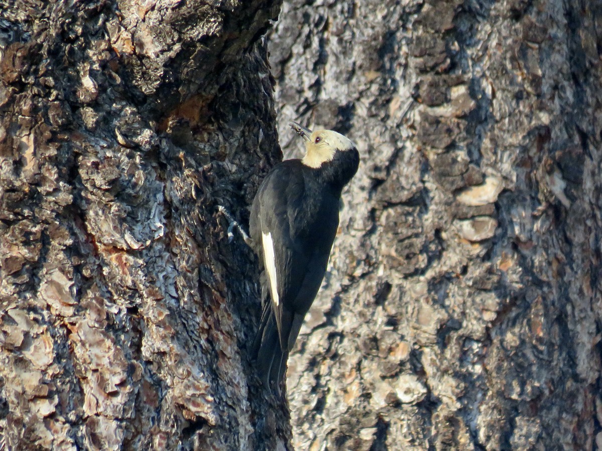 White-headed Woodpecker - ML461551871