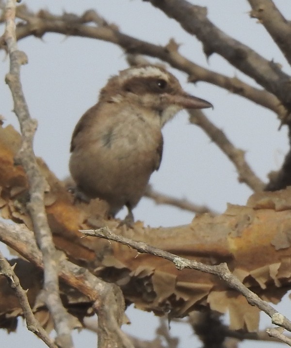 Common Woodshrike - shantilal  Varu