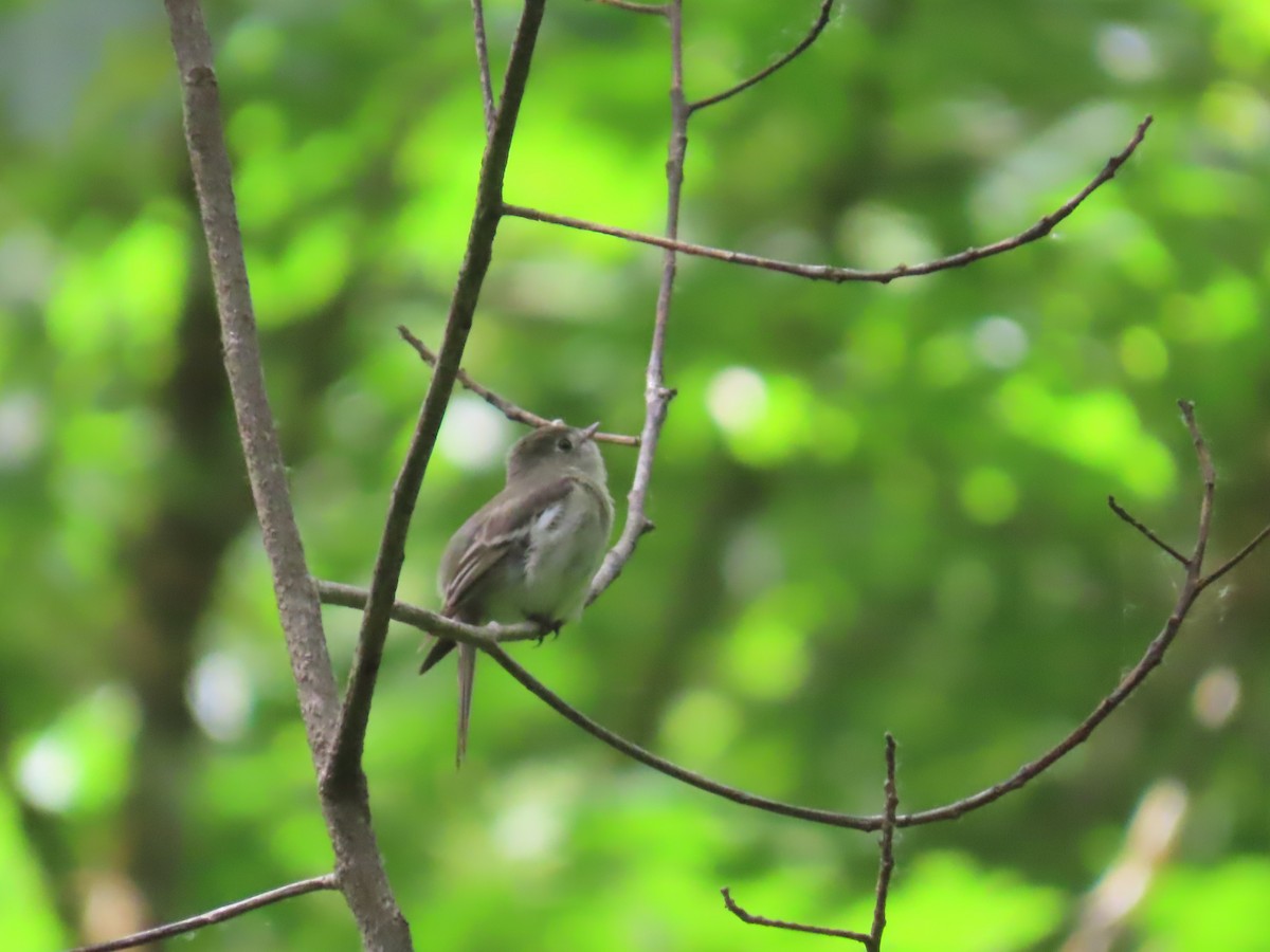 Hammond's Flycatcher - Jeff Hambleton