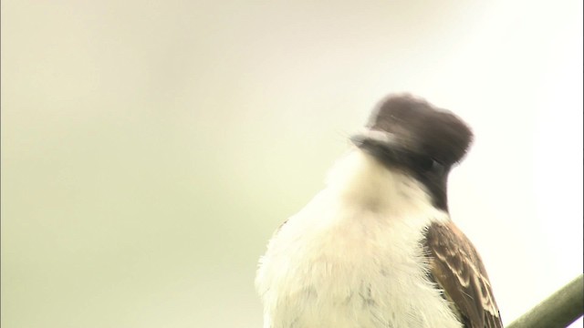 Loggerhead Kingbird (Loggerhead) - ML461553
