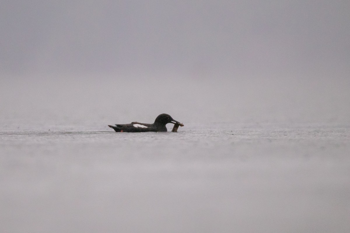 Pigeon Guillemot - ML461554001