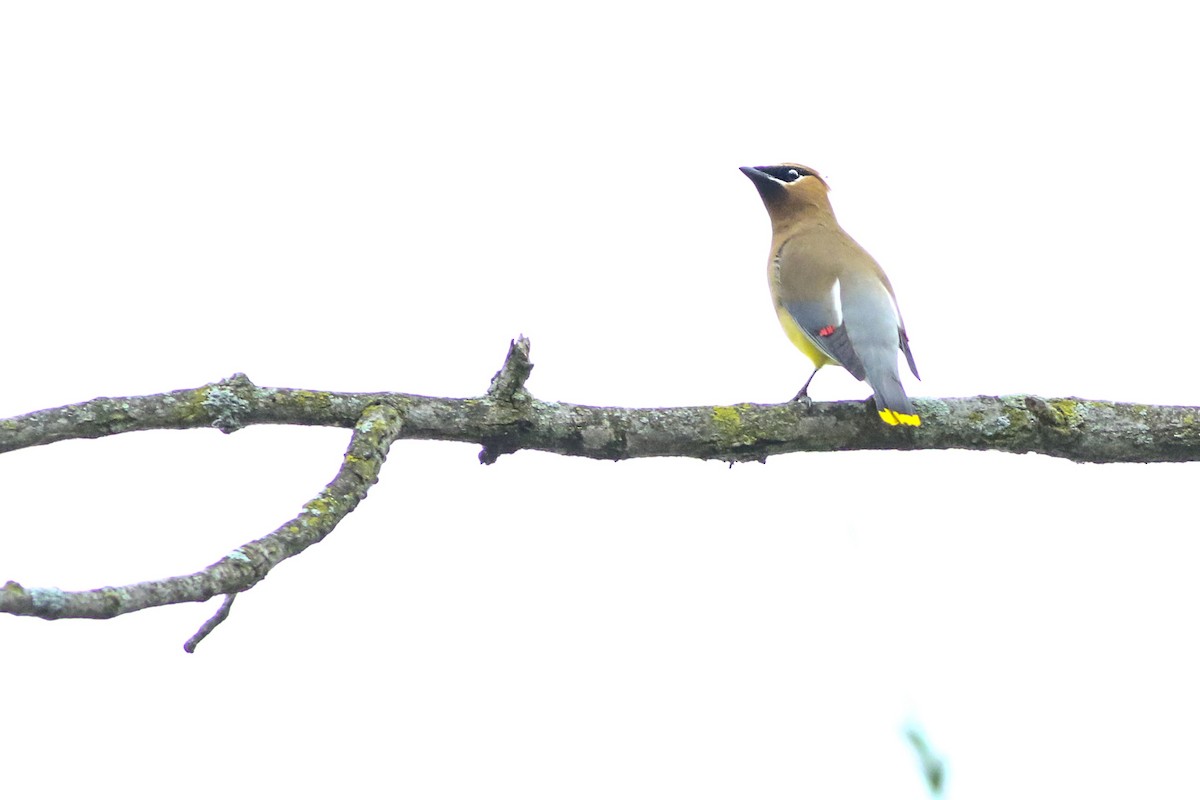 Cedar Waxwing - ML461554111