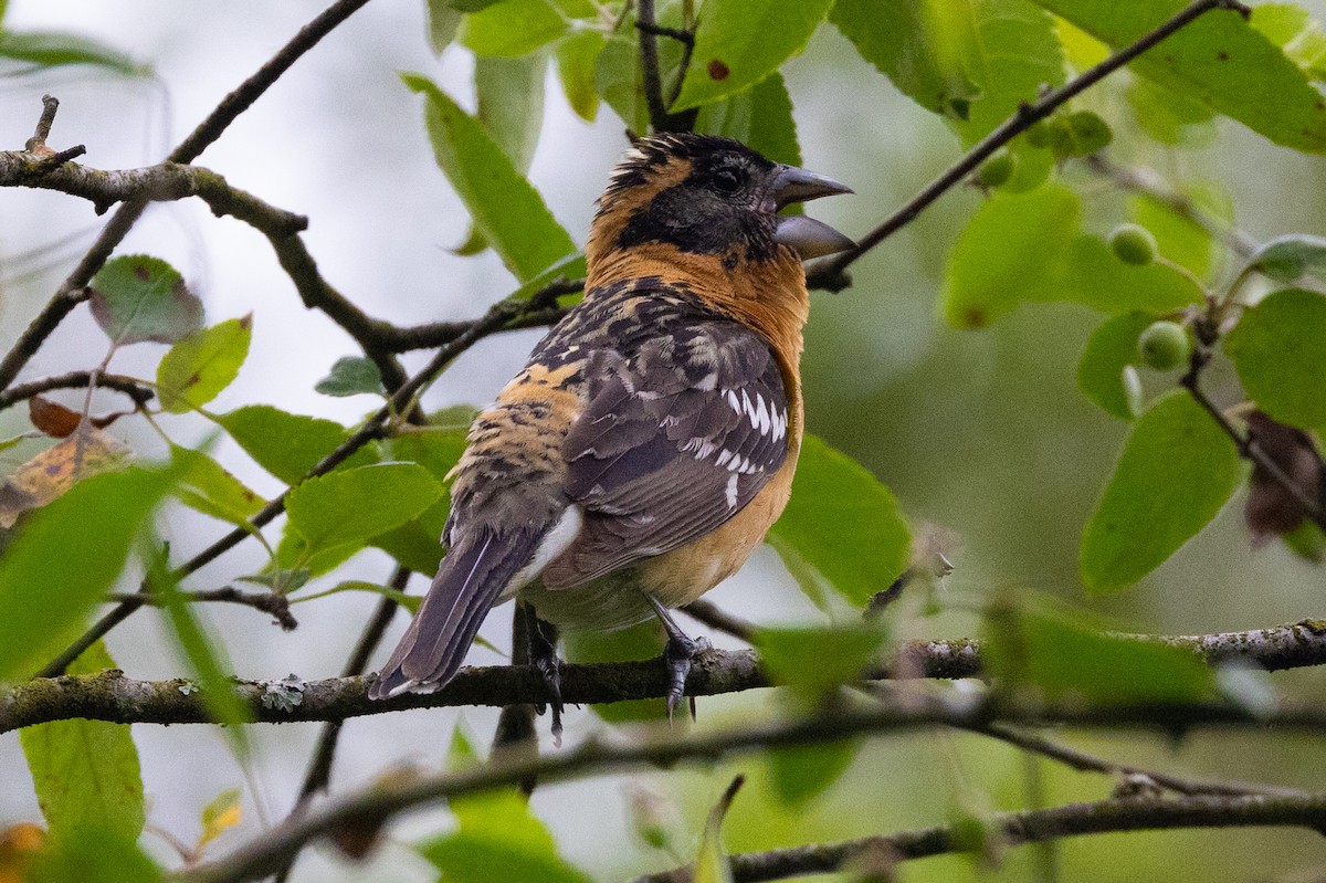 Black-headed Grosbeak - ML461554301