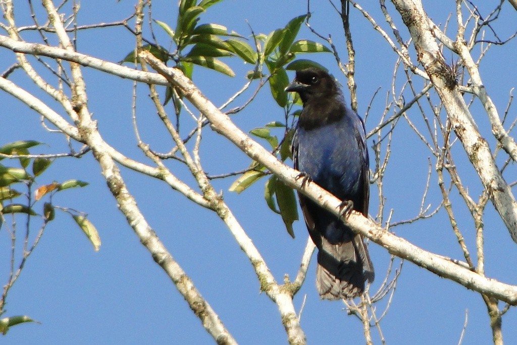 Azure Jay - Carlos Otávio Gussoni