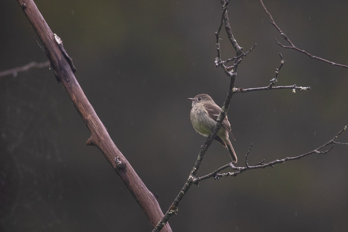 Hammond's Flycatcher - ML461555061