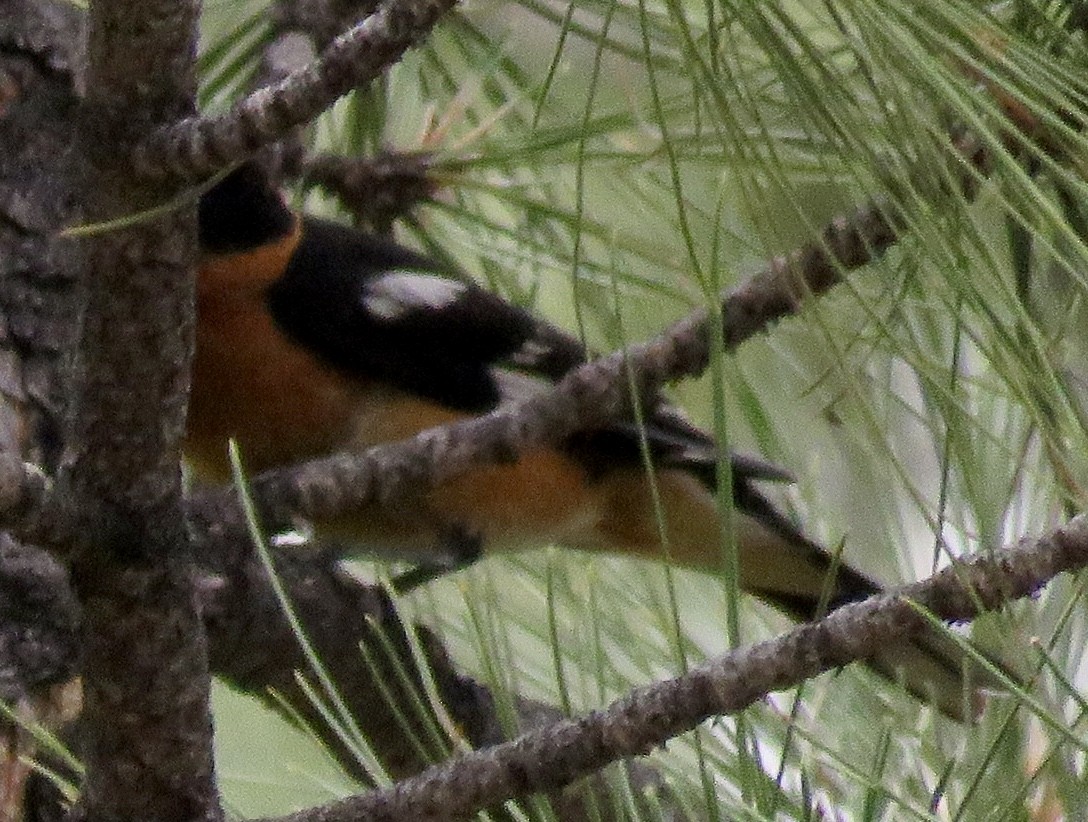 Black-headed Grosbeak - ML461555501