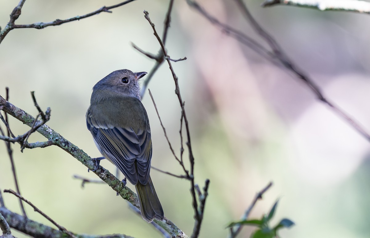 Golden Whistler - ML461555701