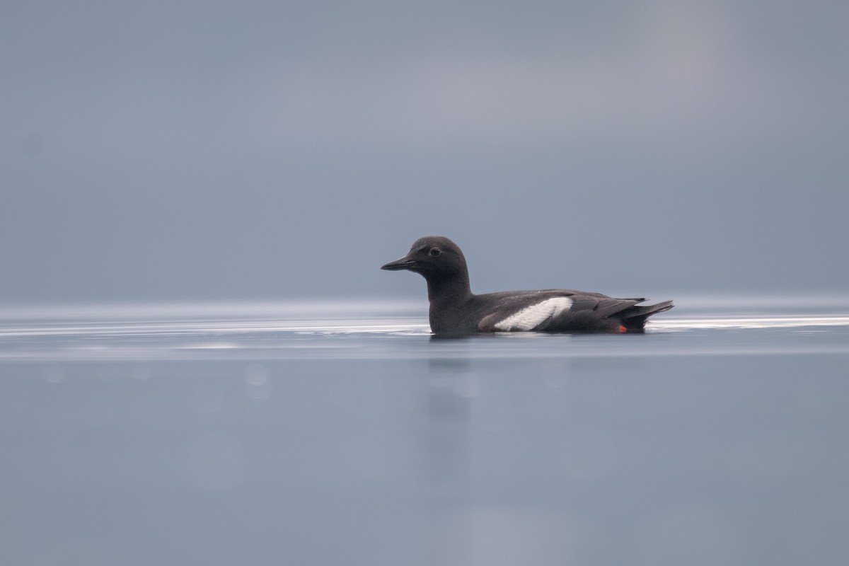 Pigeon Guillemot - ML461556201