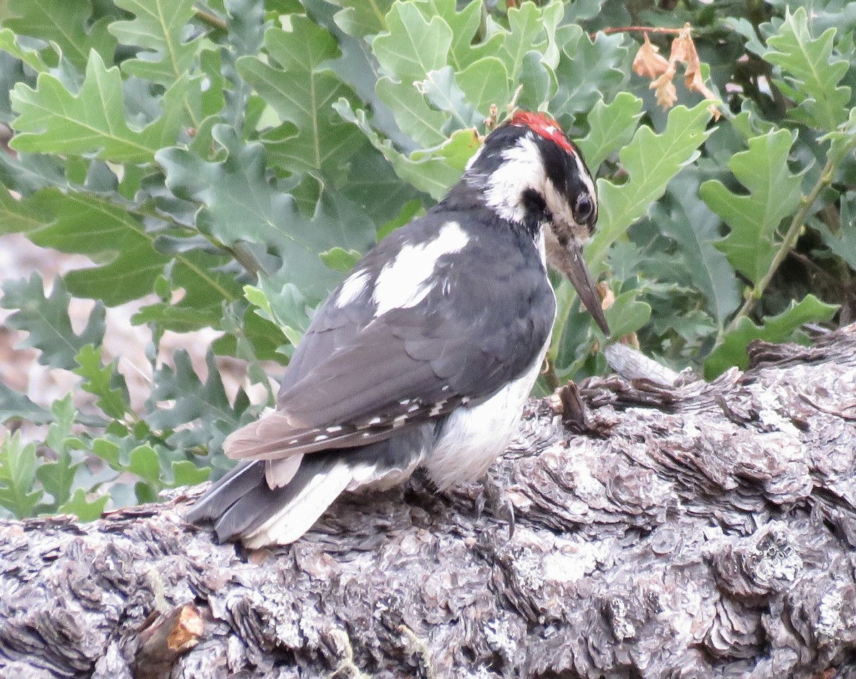 Hairy Woodpecker - ML461556961
