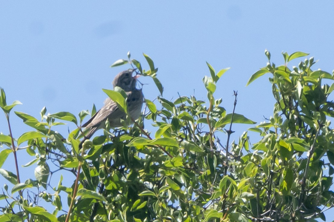 Vesper Sparrow - Joseph Cooney