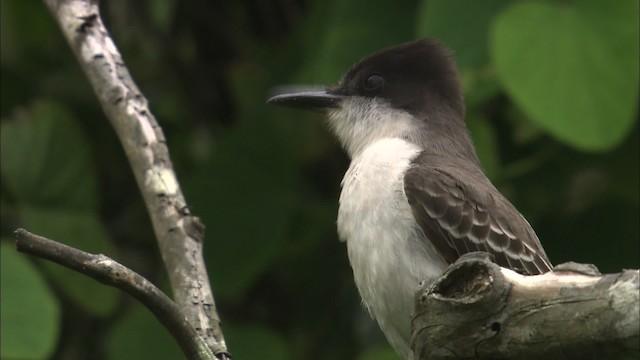 Tyran tête-police (groupe caudifasciatus) - ML461558