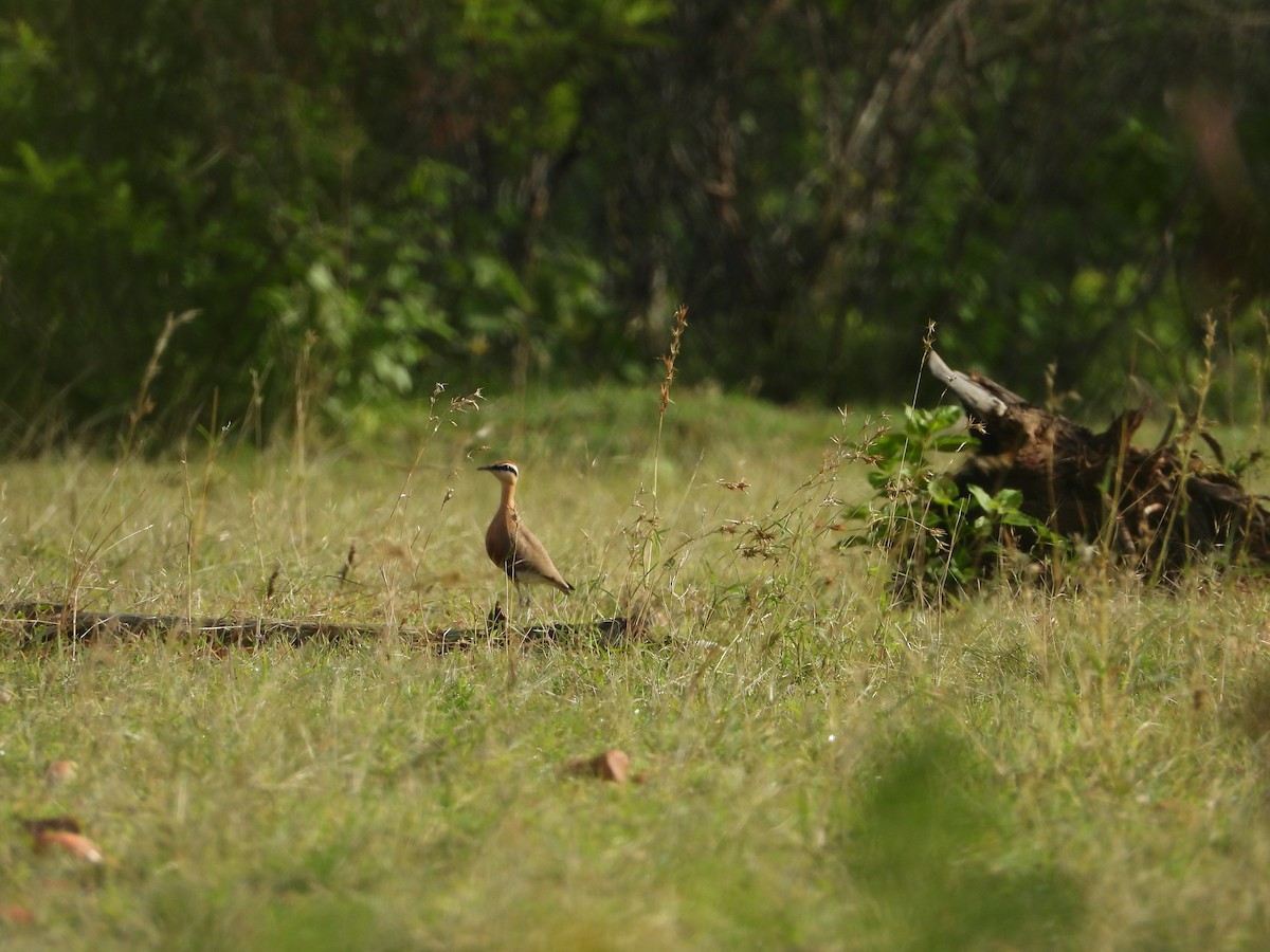 Indian Courser - ML461559541