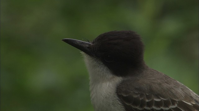 karibkongetyrann (caudifasciatus gr.) - ML461560