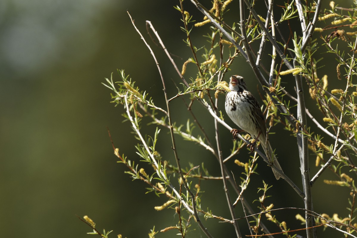 Song Sparrow - ML461560941