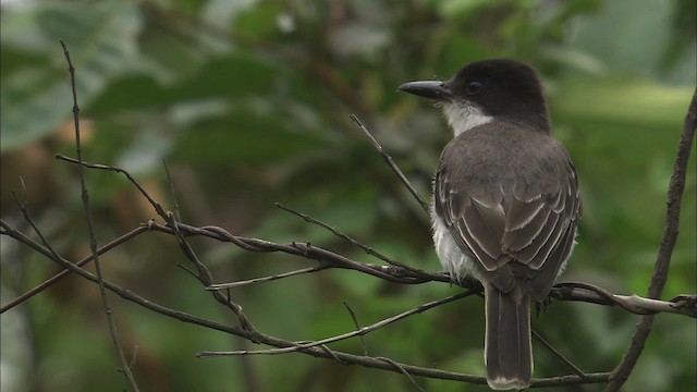 Tyran tête-police (groupe caudifasciatus) - ML461561