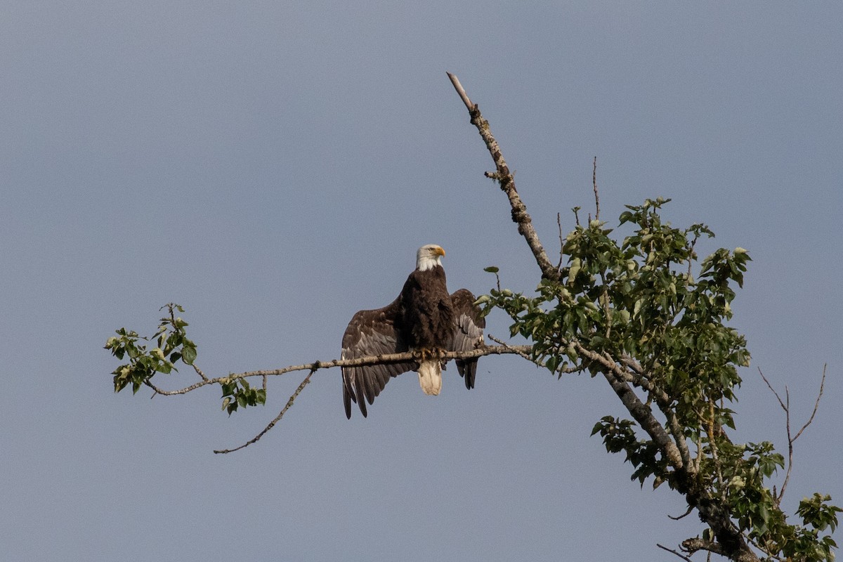 Bald Eagle - Dorna Mojab