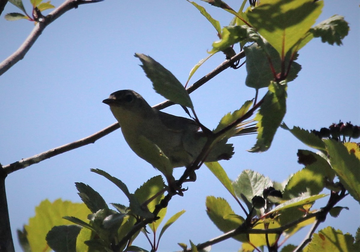 Yellow-breasted Chat - Nels Nelson