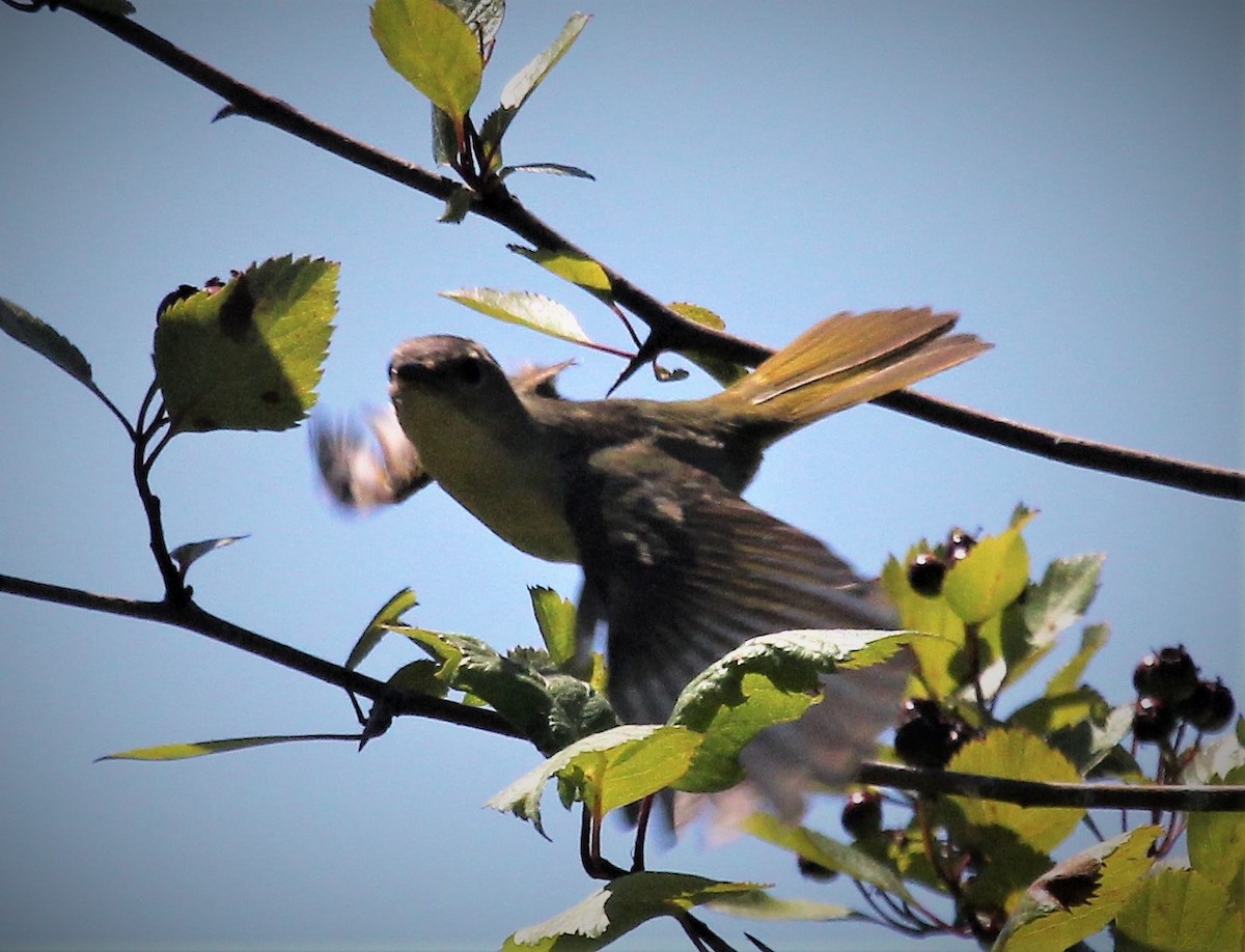 Yellow-breasted Chat - Nels Nelson